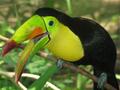Keel-billed Toucan on Roatan
