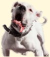 Pitbull Terrior -  � KPT Photo Objects